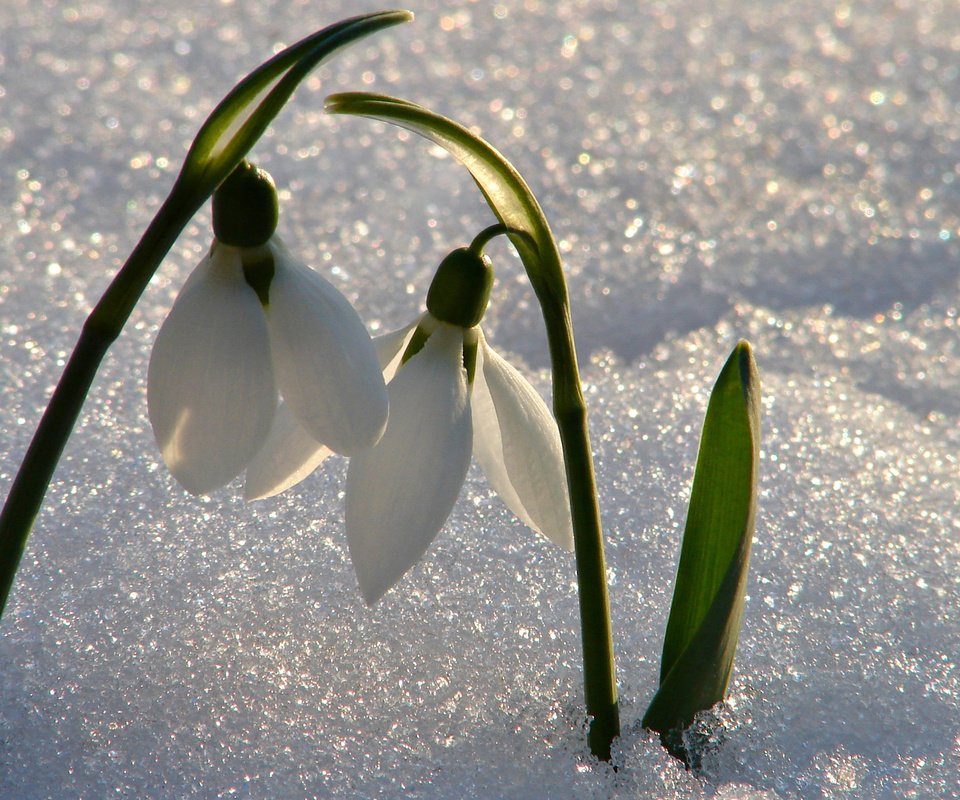 Обои цветы, снег, весна, подснежники, flowers, snow, spring, snowdrops разрешение 2560x1600 Загрузить