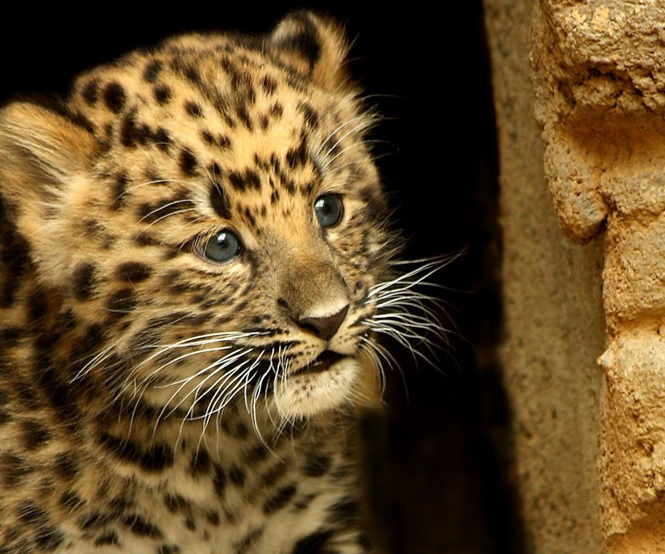 Обои морда, усы, взгляд, леопард, пятна, малыш, детеныш, face, mustache, look, leopard, spot, baby, cub разрешение 1920x1200 Загрузить