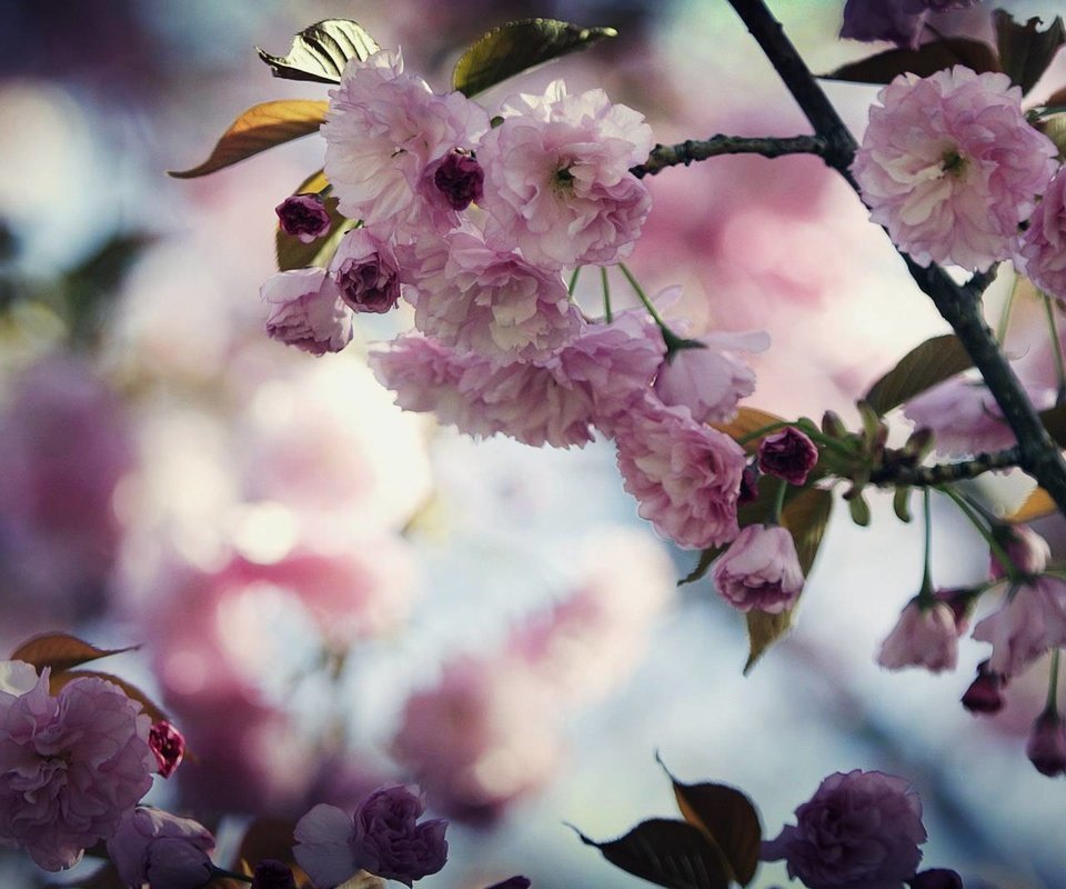Обои цветы, цветение, ветки, весна, сакура, flowers, flowering, branches, spring, sakura разрешение 1920x1067 Загрузить