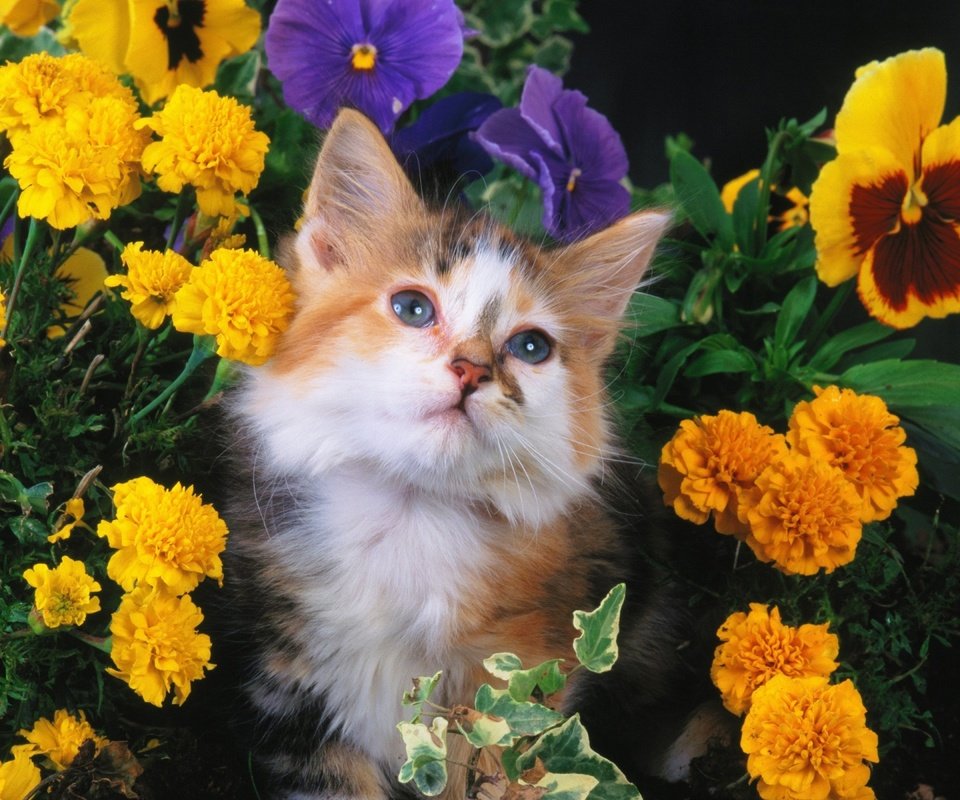 Обои цветы, кошка, взгляд, котенок, пушистый, пятнистый, flowers, cat, look, kitty, fluffy, spotted разрешение 1920x1200 Загрузить