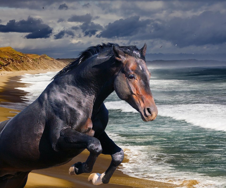 Обои лошадь, берег, волны, море, океан, конь, жеребец, horse, shore, wave, sea, the ocean, stallion разрешение 1920x1080 Загрузить
