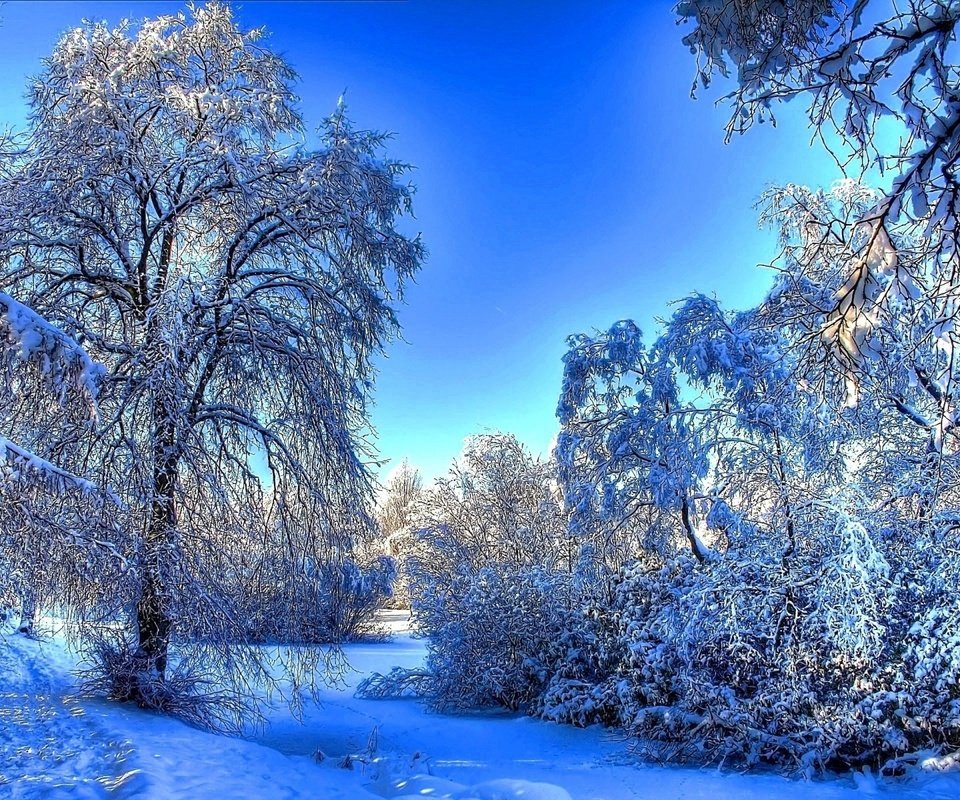 Обои деревья, снег, природа, зима, утро, мороз, зимний лес, trees, snow, nature, winter, morning, frost, winter forest разрешение 1920x1200 Загрузить