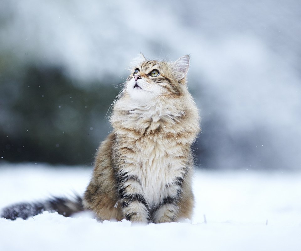 Обои снег, зима, кот, кошка, взгляд, пушистый, улица, snow, winter, cat, look, fluffy, street разрешение 2048x1365 Загрузить