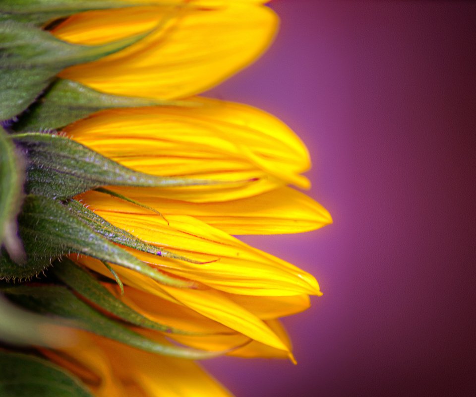 Обои желтый, цветок, лепестки, подсолнух, fon, podsolnux, cvet, крупным планом, yellow, flower, petals, sunflower, closeup разрешение 1920x1280 Загрузить