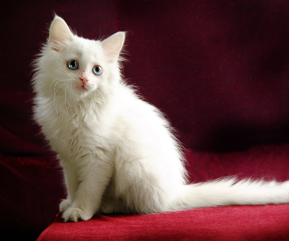 Обои глаза, кошка, взгляд, котенок, белый, голубые, ангорский котенок, ангорка, eyes, cat, look, kitty, white, blue, angora kitten, angora разрешение 2560x1600 Загрузить