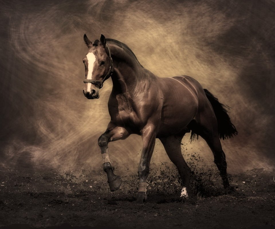 Обои лошадь, конь, жеребец, мустанг, horse, stallion, mustang разрешение 2560x1440 Загрузить