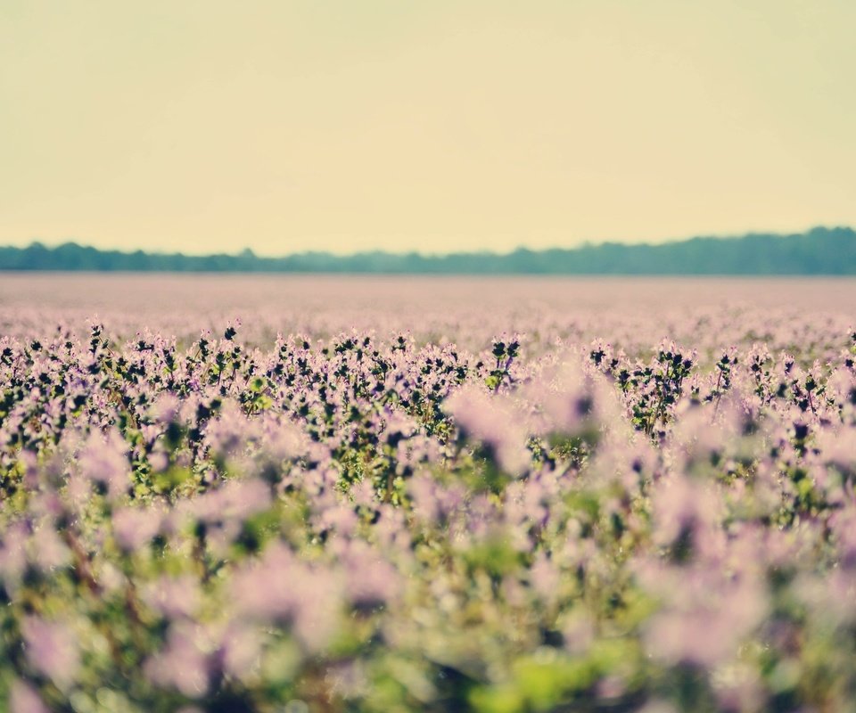 Обои цветы, поле, лаванда, полюс, cvety, priroda, flowers, field, lavender, pole разрешение 2563x1697 Загрузить