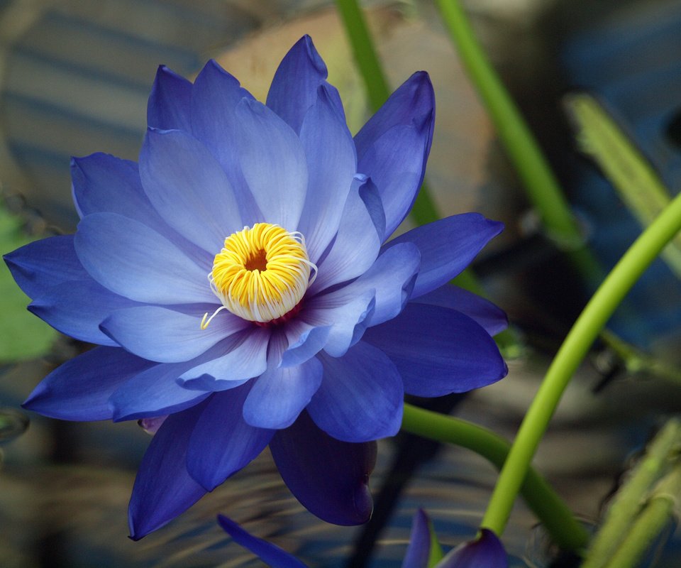 Обои синий, цветок, лепестки, лотос, кувшинка, lotos, kuvshinka, vodyanaya liliya, водяная лилия, blue, flower, petals, lotus, lily, water lily разрешение 4032x3024 Загрузить