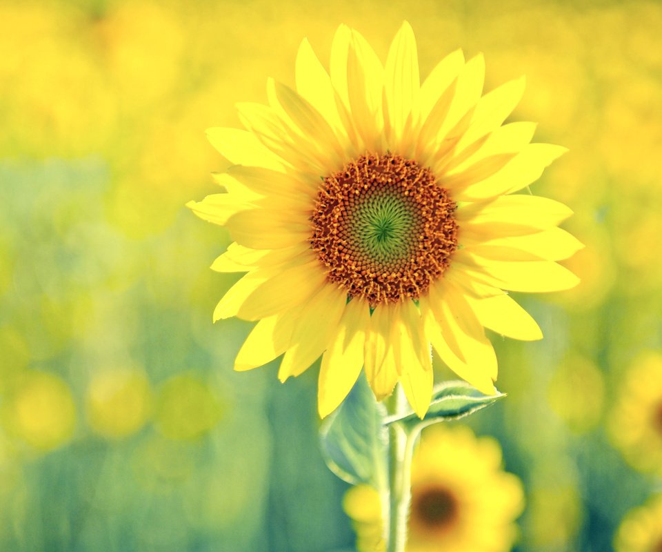 Обои цветы, подсолнухи, желтые, podsolnux, zheltyj, zelenyj, solnenyj, flowers, sunflowers, yellow разрешение 1920x1200 Загрузить