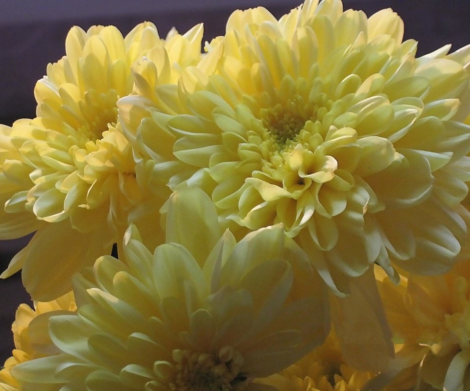 Обои cvety, zheltye, xrizantemy разрешение 1920x1440 Загрузить