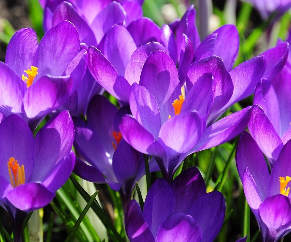 Обои весна, сиреневый, крокусы, spring, lilac, crocuses разрешение 1920x1200 Загрузить
