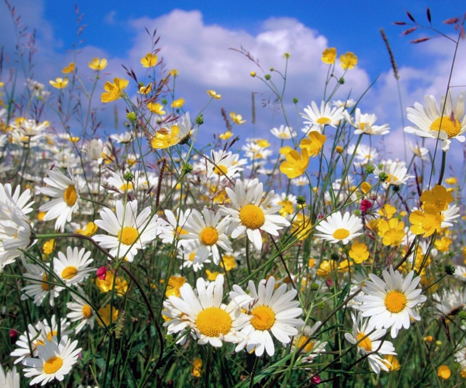 Обои romashki, leto, priroda, polevye cvety, обьлака, oblaka разрешение 1999x1333 Загрузить