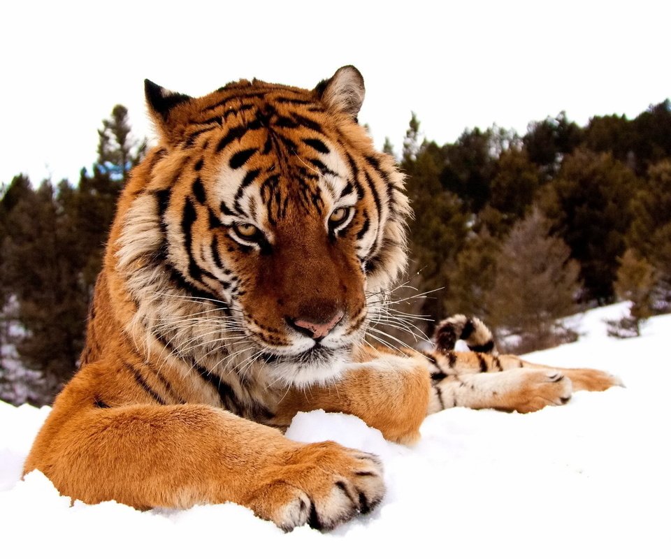 Обои тигр, морда, снег, лес, зима, лапы, взгляд, хищник, tiger, face, snow, forest, winter, paws, look, predator разрешение 1920x1200 Загрузить