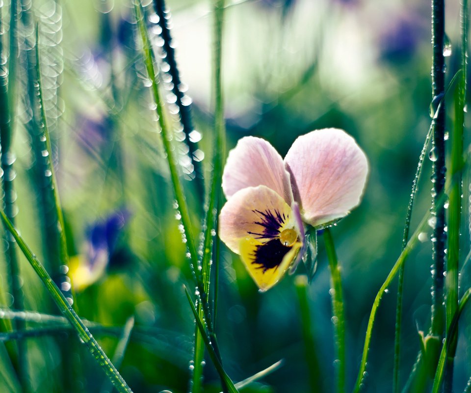 Обои цветы, трава, роса, капли, анютины глазки, flowers, grass, rosa, drops, pansy разрешение 2560x1600 Загрузить