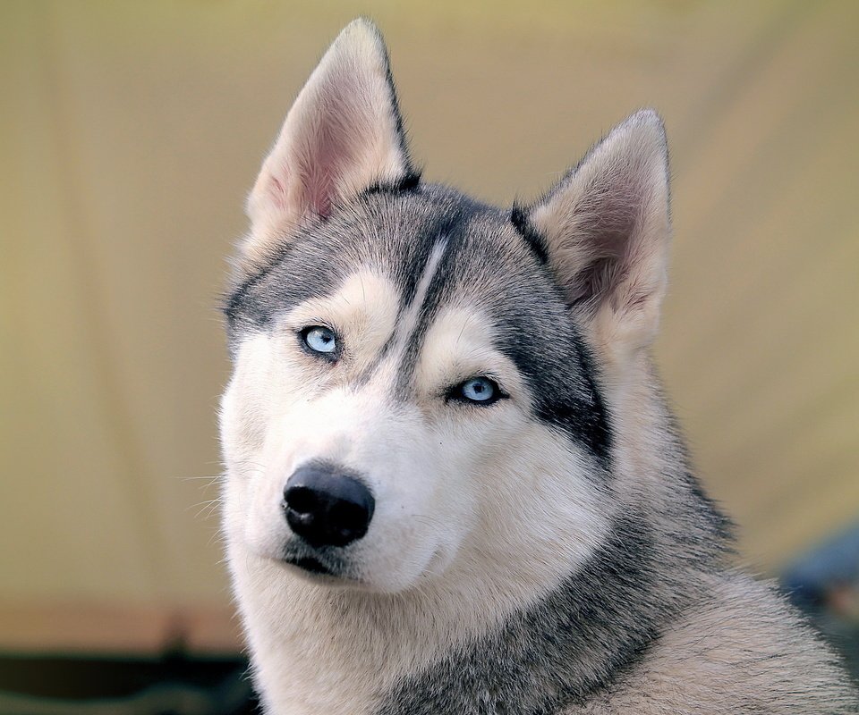Обои морда, собака, хаски, голубые глаза, сибирский хаски, face, dog, husky, blue eyes, siberian husky разрешение 2560x1600 Загрузить