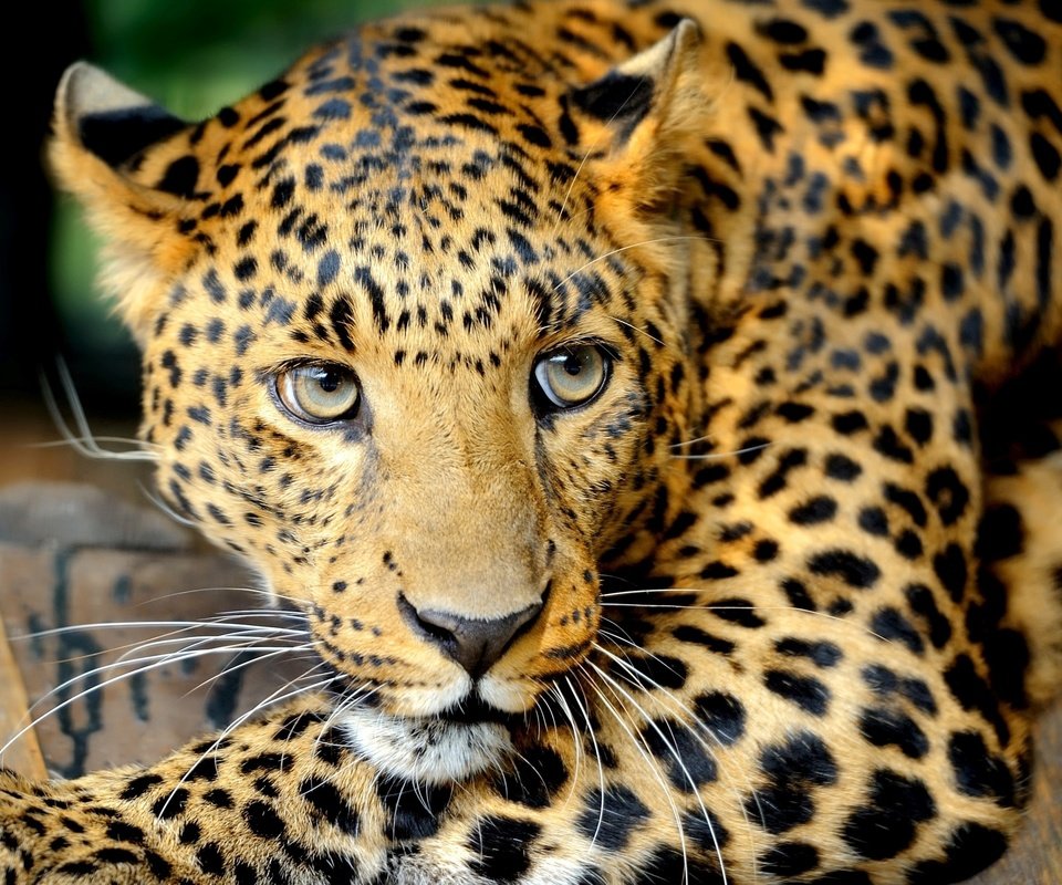 Обои глаза, усы, взгляд, леопард, хищник, большая кошка, eyes, mustache, look, leopard, predator, big cat разрешение 2880x1800 Загрузить