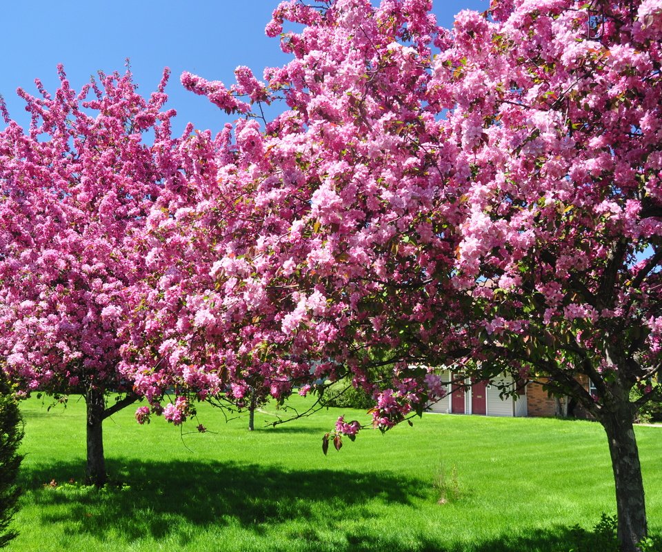 Обои небо, дерево, зелёный, сад, весна, цветущие, газон, the sky, tree, green, garden, spring, blooming, lawn разрешение 3216x2136 Загрузить