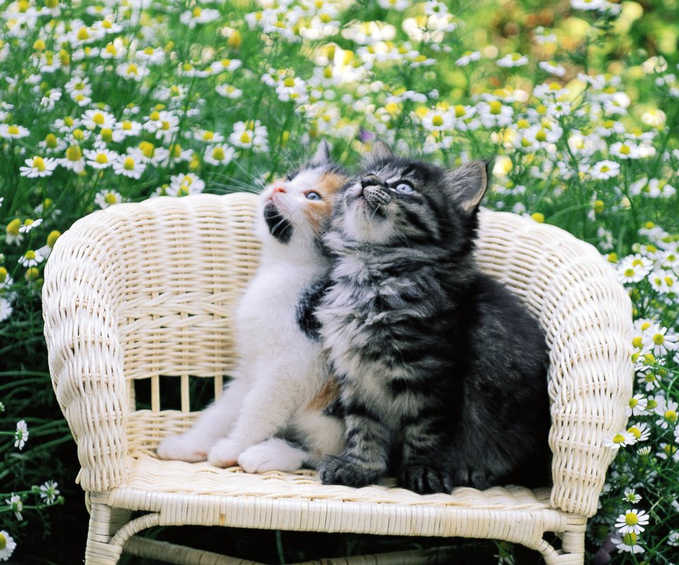 Обои цветы, стул, ромашки, кошки, котята, двое, flowers, chair, chamomile, cats, kittens, two разрешение 1920x1200 Загрузить