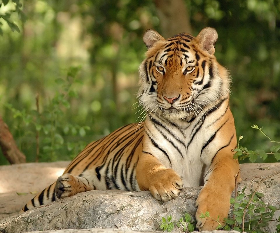 Обои тигр, кошка, хищник, камень, большая, дикая, tiger, cat, predator, stone, large, wild разрешение 2560x1600 Загрузить