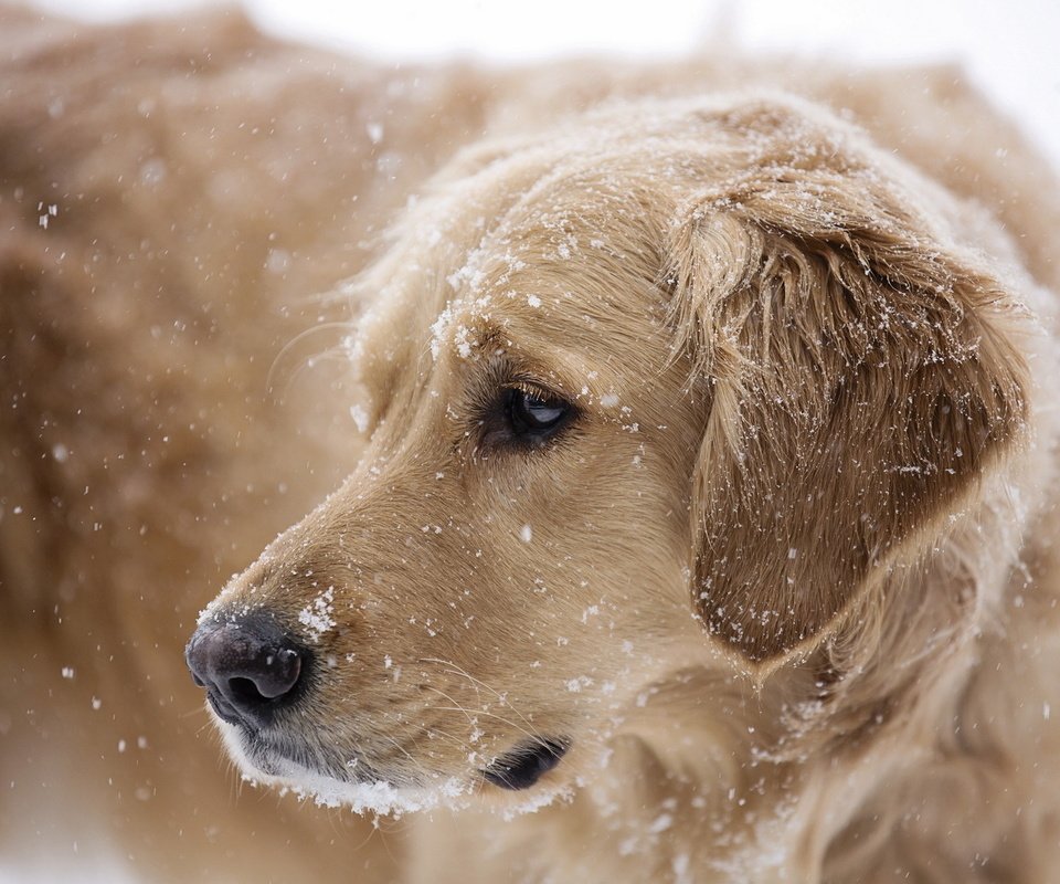 Обои снег, собака, друг, золотистый ретривер, snow, dog, each, golden retriever разрешение 1920x1200 Загрузить