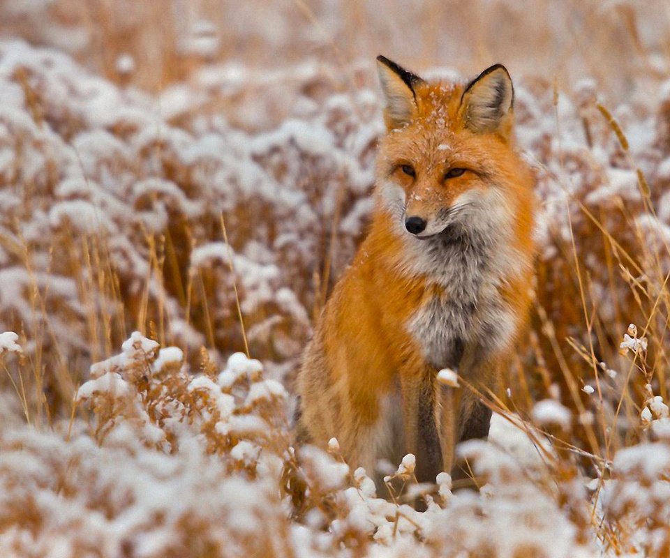 Обои снег, зима, поле, лиса, лисица, snow, winter, field, fox разрешение 1920x1200 Загрузить