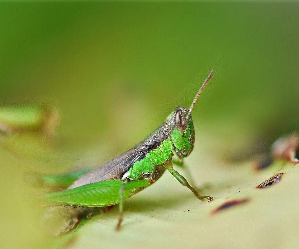 Обои глаза, насекомые, усики, кузнечик, эеленый, eyes, insects, antennae, grasshopper, green разрешение 2048x1360 Загрузить