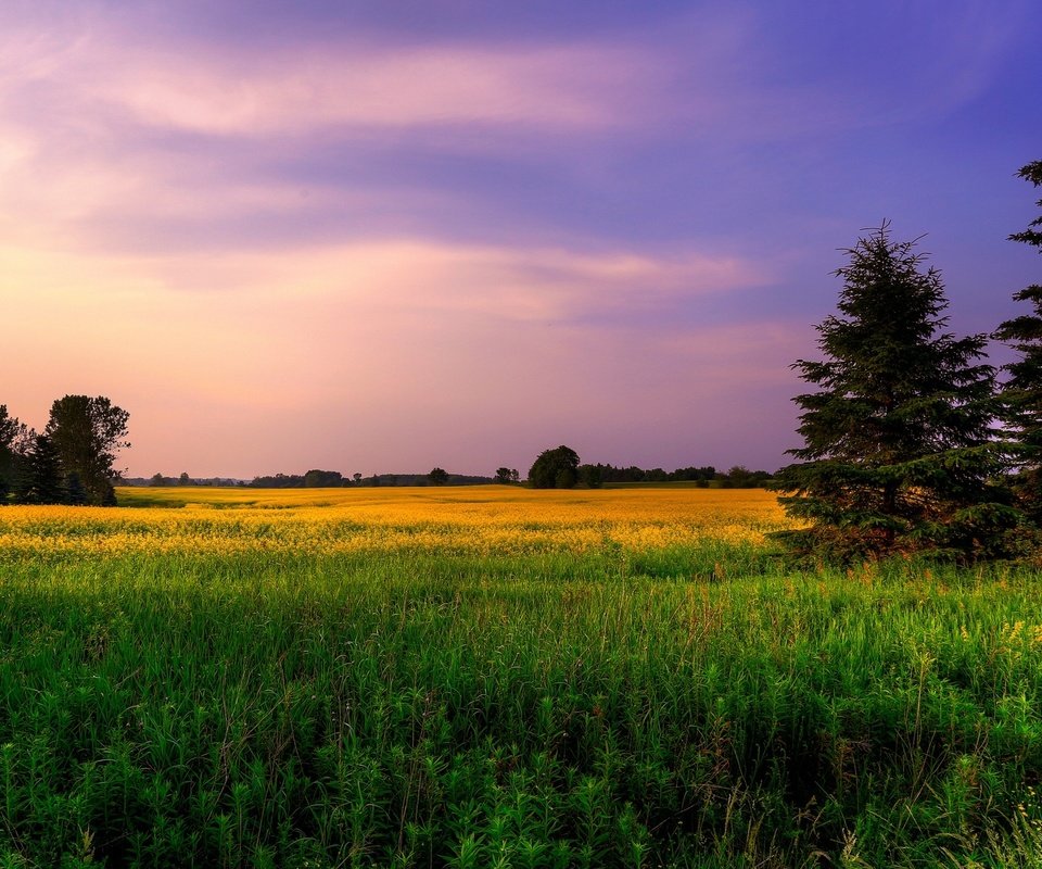 Обои небо, цветы, трава, деревья, природа, закат, поле, ели, the sky, flowers, grass, trees, nature, sunset, field, ate разрешение 2560x1600 Загрузить