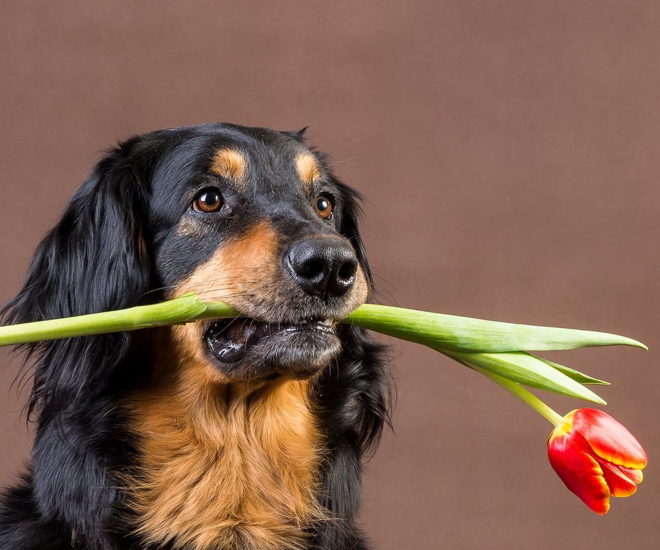 Обои собака, друг, тюльпан, подарок, dog, each, tulip, gift разрешение 1920x1200 Загрузить