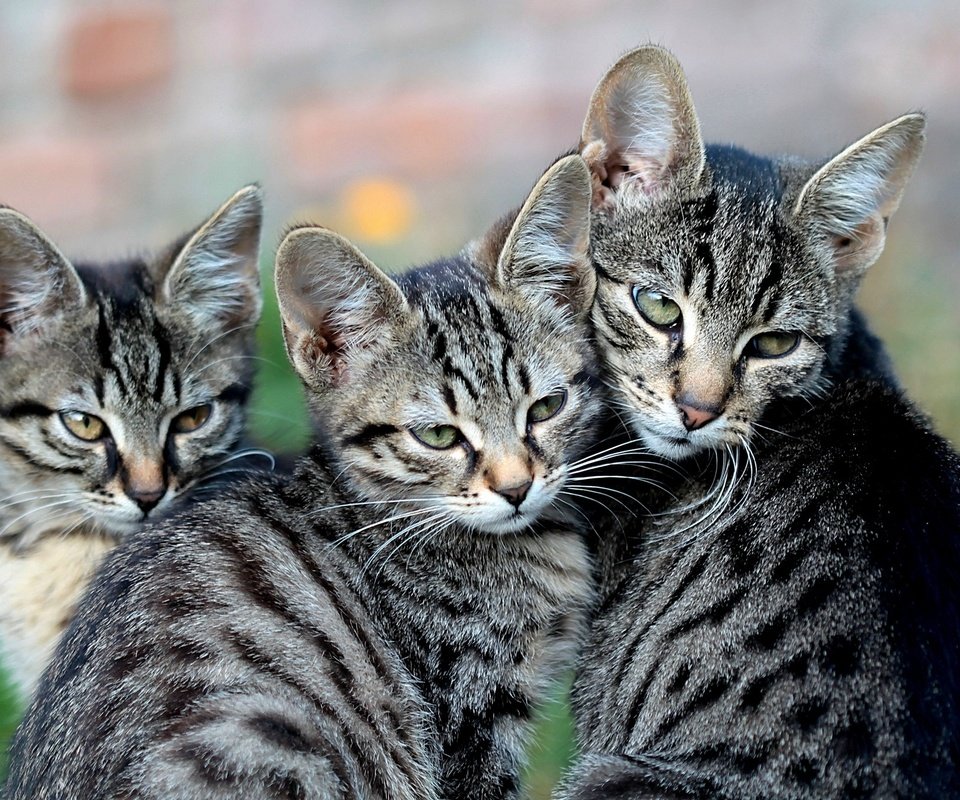 Обои кошка, взгляд, кошки, котята, материнство, cat, look, cats, kittens, motherhood разрешение 2048x1338 Загрузить