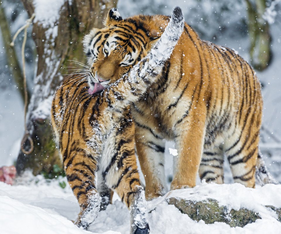 Обои тигр, снег, зима, хищник, большая кошка, игры, умывание, амурские, tiger, snow, winter, predator, big cat, game, washing, amur разрешение 2048x1638 Загрузить