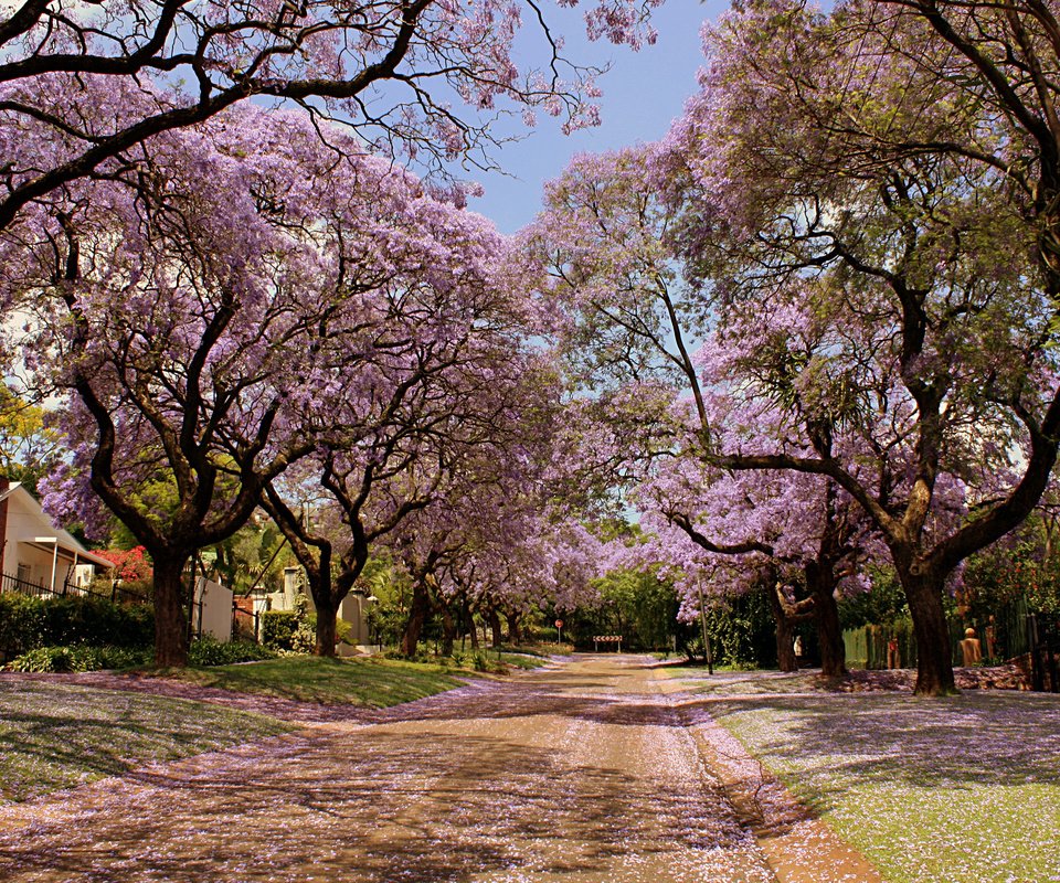 Обои природа, красота, улица, весна, деревья в цвету, nature, beauty, street, spring, trees in bloom разрешение 2560x1600 Загрузить