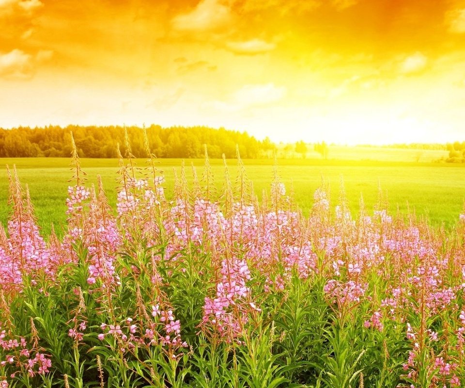 Обои цветы, облака, солнце, лес, поле, поляна, иван-чай, кипрей, flowers, clouds, the sun, forest, field, glade, ivan-tea, fireweed разрешение 1920x1080 Загрузить