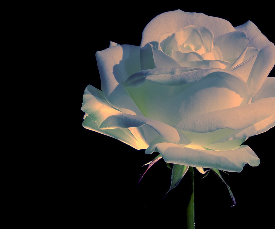 Обои роза, прекрасный цветок, rose, beautiful flower разрешение 2560x1600 Загрузить