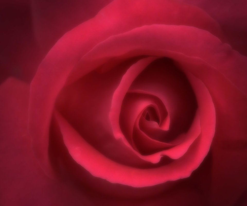 Обои красная роза, для рабочего стола, red rose, for your desktop разрешение 2560x1604 Загрузить