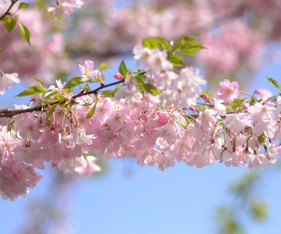 Обои небо, цветы, ветка, цветение, весна, вишня, the sky, flowers, branch, flowering, spring, cherry разрешение 1920x1200 Загрузить