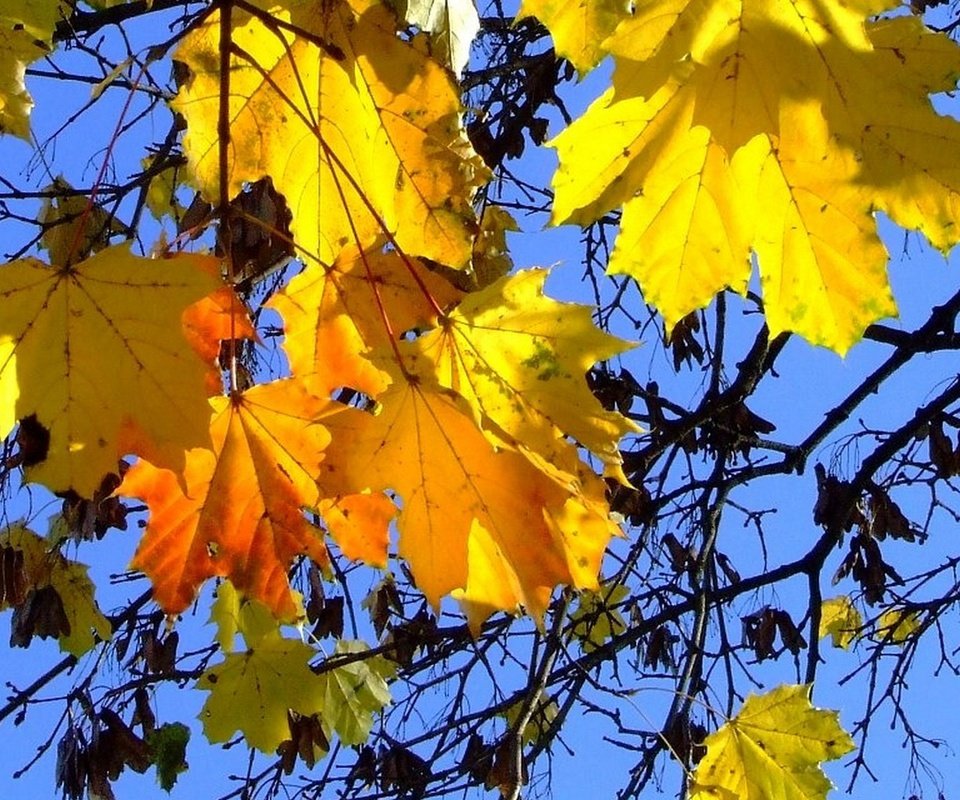 Обои небо, листья, осень, синева, the sky, leaves, autumn, blue разрешение 1920x1200 Загрузить