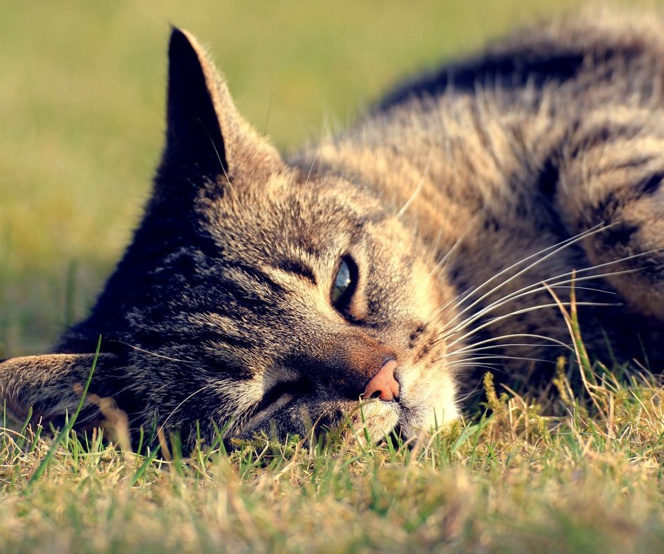 Обои трава, кот, кошка, отдых, полосатый, grass, cat, stay, striped разрешение 3600x2400 Загрузить