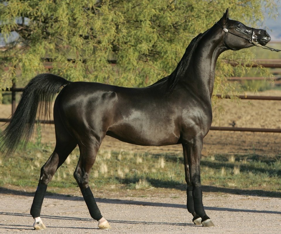 Обои лошадь, черный, конь, арабский жеребец, horse, black, arab stallion разрешение 2048x1431 Загрузить