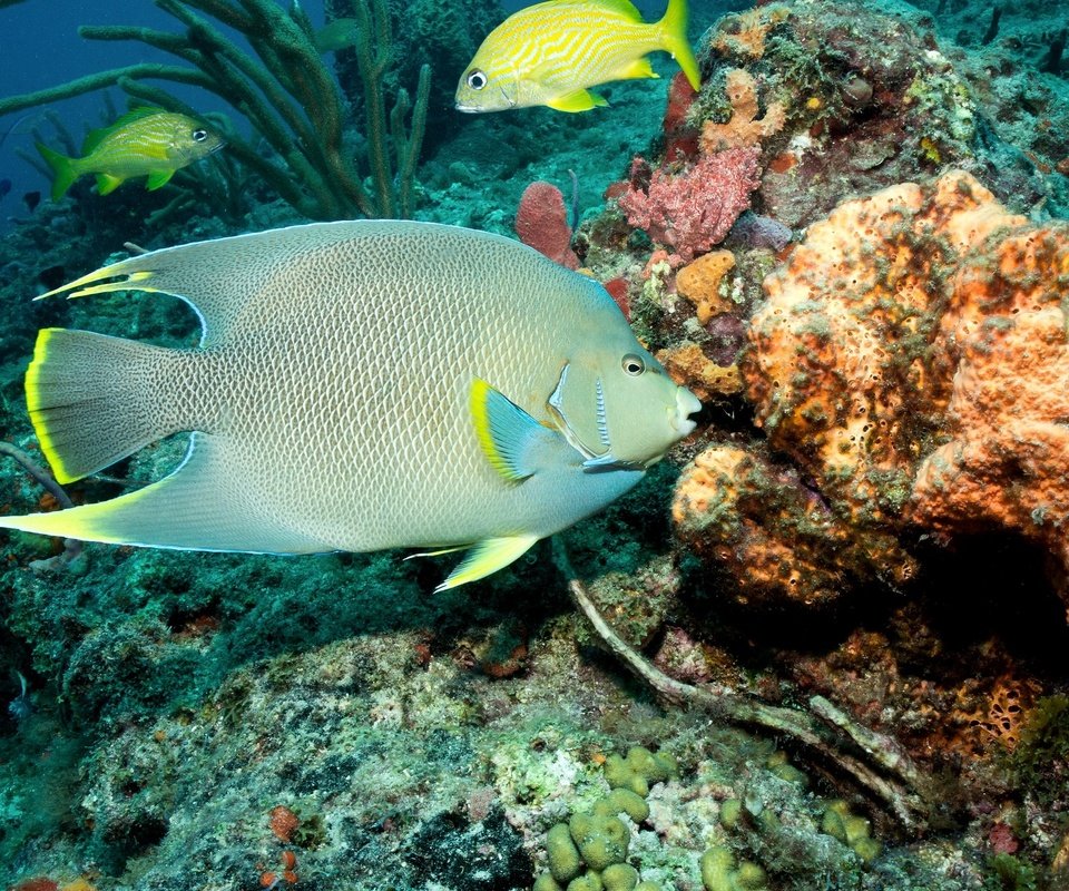 Обои море, рыбы, кораллы, подводный мир, sea, fish, corals, underwater world разрешение 2048x1361 Загрузить