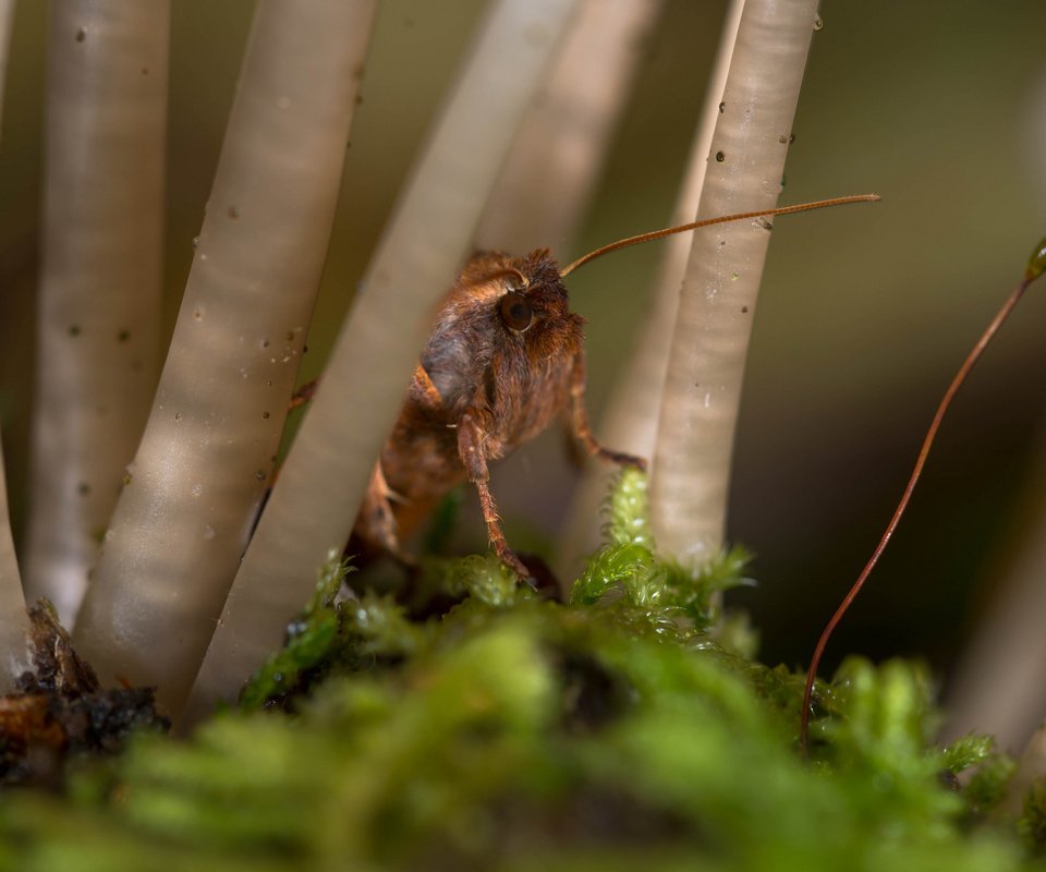 Обои макро, насекомое, мох, стебли, растение, усики, macro, insect, moss, stems, plant, antennae разрешение 2048x1367 Загрузить