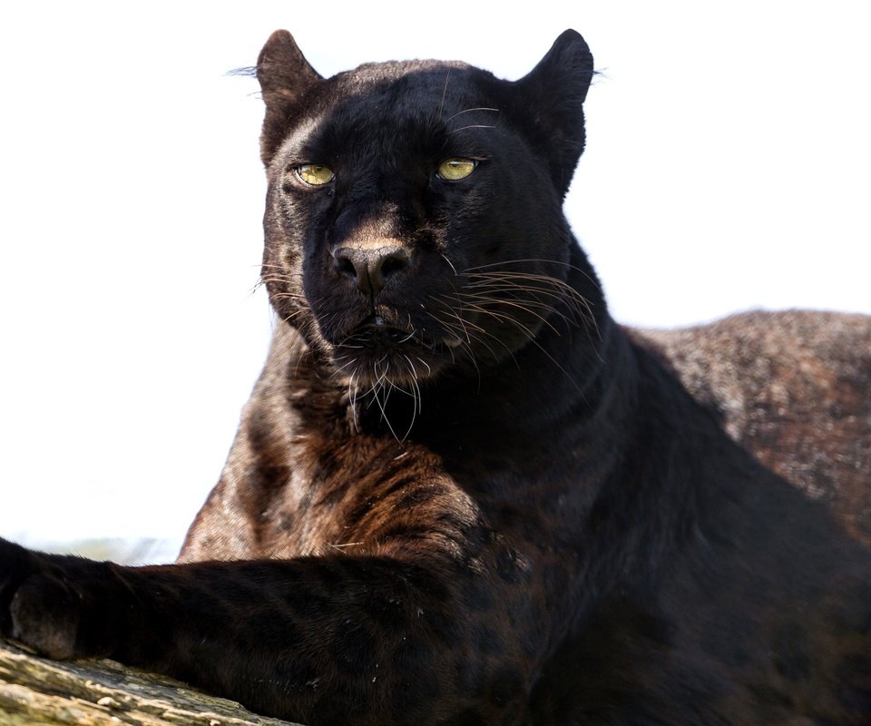 Обои взгляд, хищник, пантера, черный леопард, look, predator, panther, black leopard разрешение 3600x2376 Загрузить