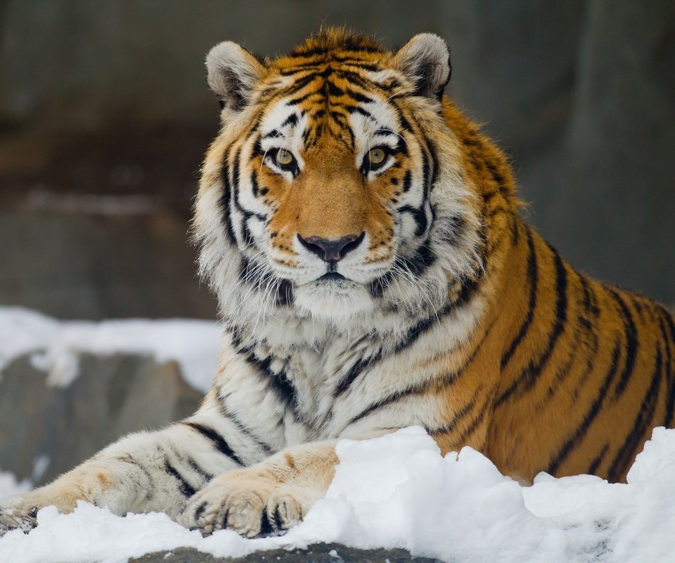 Обои тигр, снег, взгляд, хищник, большая кошка, отдых, амурский, tiger, snow, look, predator, big cat, stay, amur разрешение 3400x2266 Загрузить