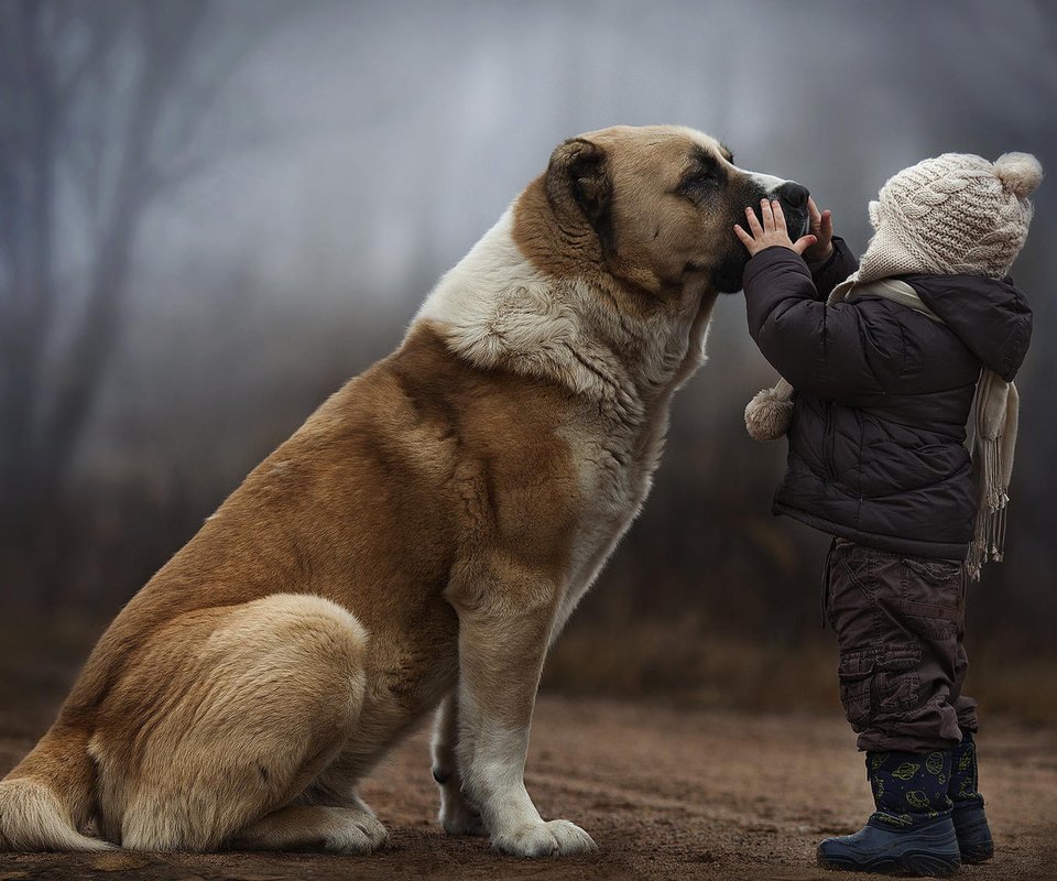 Обои собака, ребенок, дружба, dog, child, friendship разрешение 1920x1080 Загрузить