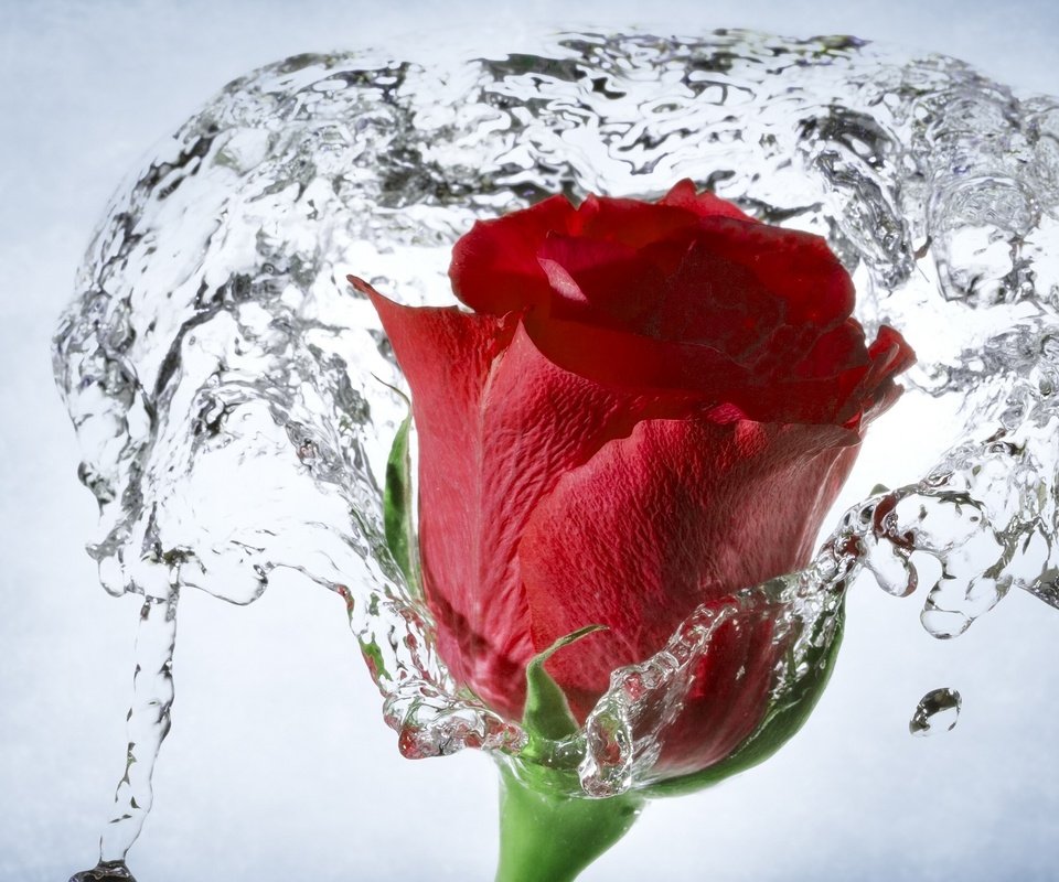 Обои вода, макро, роза, бутон, water, macro, rose, bud разрешение 2560x1600 Загрузить