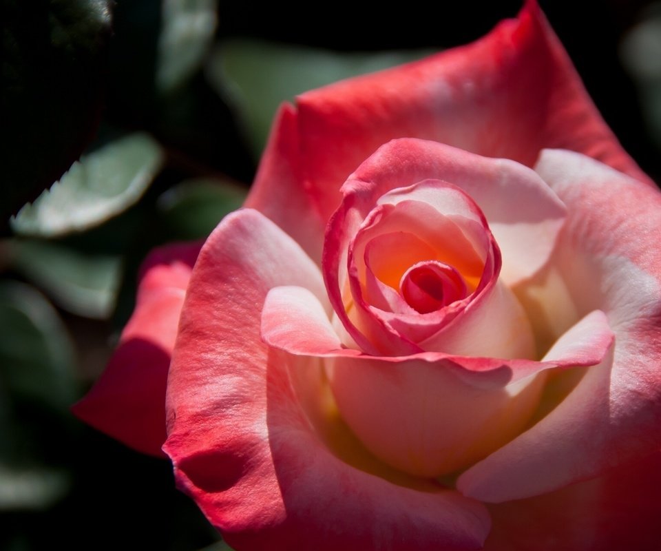 Обои макро, роза, лепестки, бутон, macro, rose, petals, bud разрешение 1920x1200 Загрузить