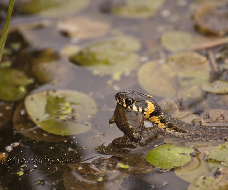 Обои лягушка, змея, пруд, уж и лягушка, frog, snake, pond, oh and the frog разрешение 2000x1333 Загрузить