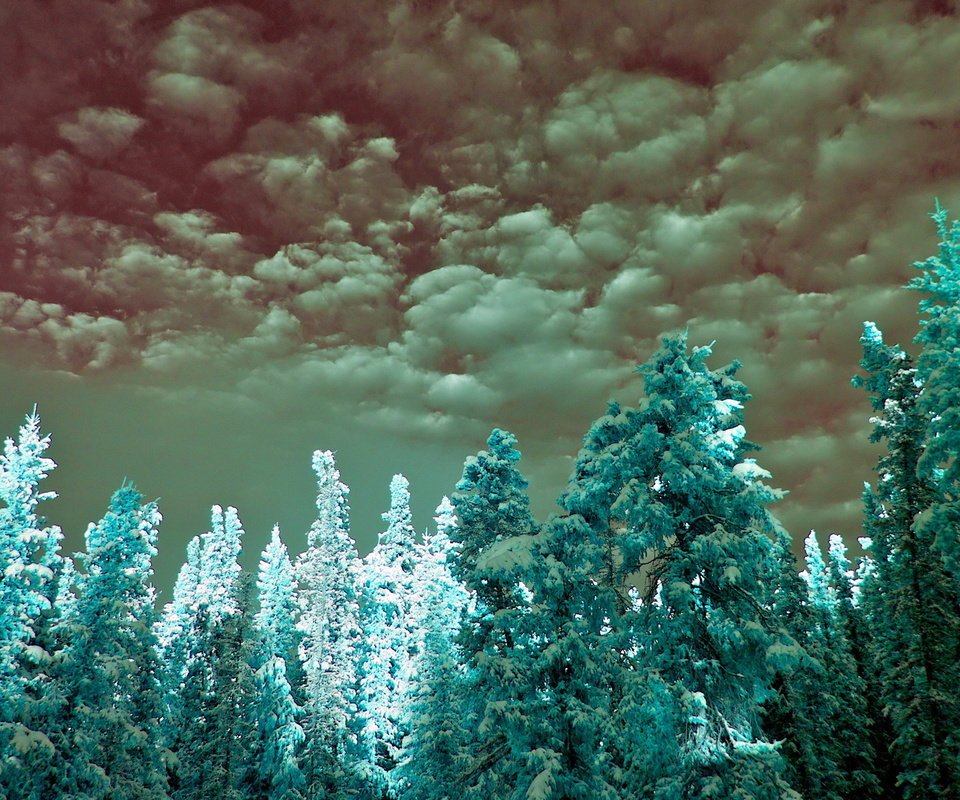 Обои облака, ель, неба, infrared, cyan, clouds, spruce, sky разрешение 1920x1200 Загрузить