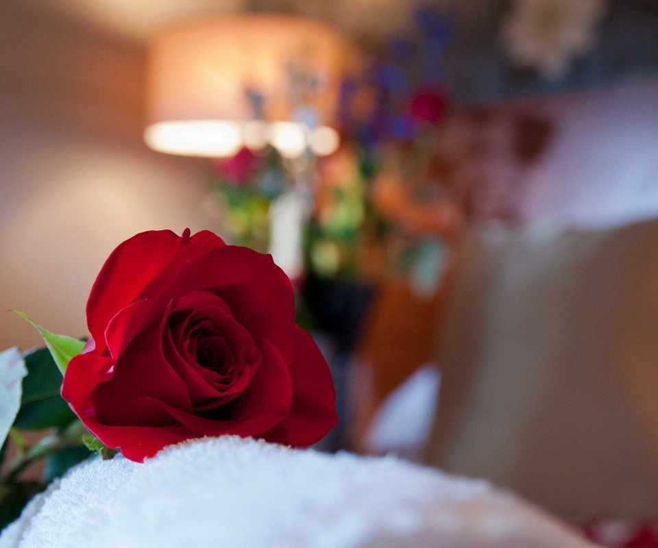 Обои макро, роза, красная, комната, macro, rose, red, room разрешение 1920x1200 Загрузить
