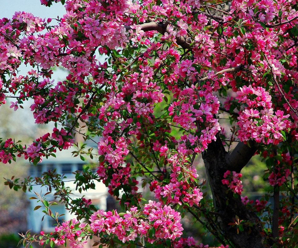 Обои дерево, цветение, весна, розовые, яблоня, цветки, tree, flowering, spring, pink, apple, flowers разрешение 1920x1200 Загрузить