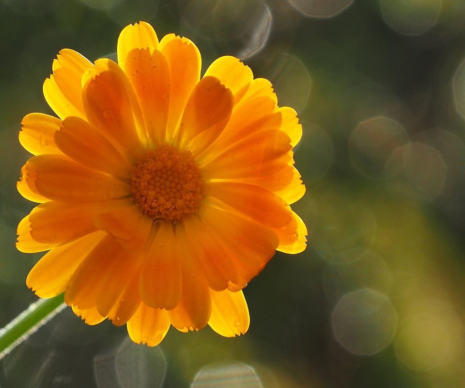 Обои фон, цветок, лепестки, оранжевый, боке, календула, background, flower, petals, orange, bokeh, calendula разрешение 1920x1200 Загрузить